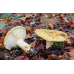 Мицелий Груздя желтого / Груздь ямчатый ( Lactarius scrobiculatus)
